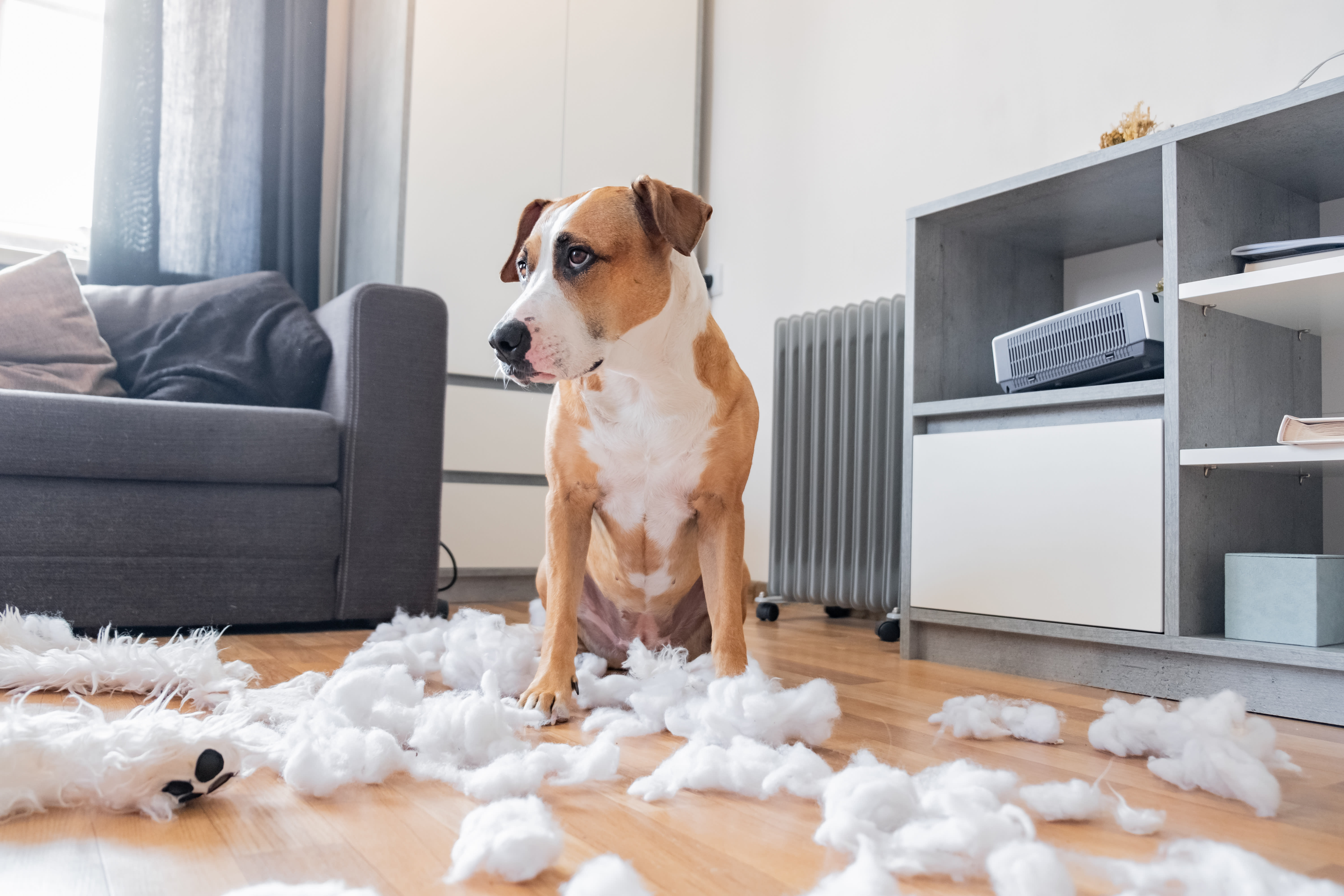 Brown and white dog standing with a torn apart couch cushion around them 