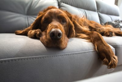 Acute Kidney Failure in Dogs, Greensboro Vet