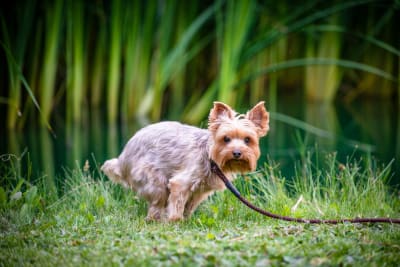 Constipated Dog, Greensboro Vet