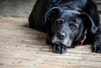 Diet for dog with kidney failure, Greensboro Vet