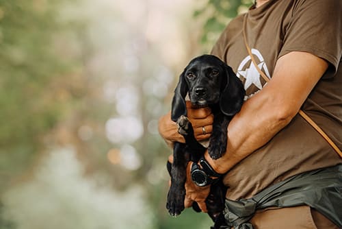 Vaccination Schedule for Dogs & Puppies | Greensboro Vet