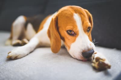 Which flea treatment is best for my dog, Greensboro Vet