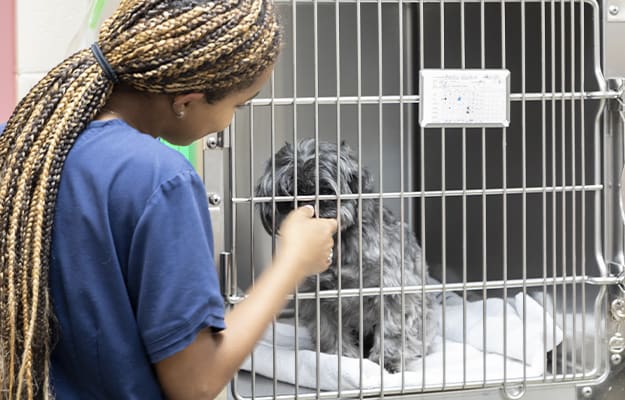 Boarding | Friendly Animal Clinic | Greensboro Vet