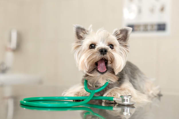 Careers at Friendly Animal Clinic in Greensboro