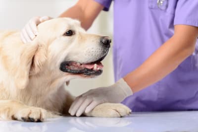 Signs & Symptoms of Fleas | Greensboro Vet