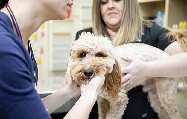 Internal Medicine |Friendly Animal Clinic | Greensboro Veterinarian
