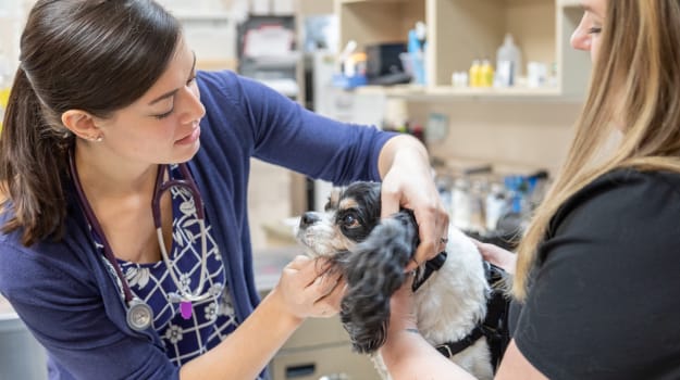 Routine Exams for Pets in Greensboro and Guilford College, NC