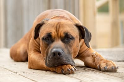 Serious & Common Dog Illnesses | Greensboro Vet