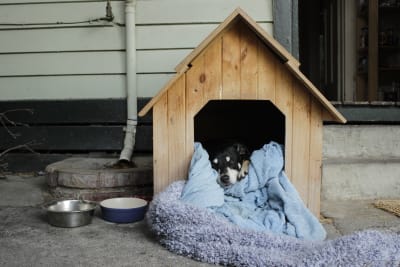 How to Choose a Dog House for Cold Weather, Greensboro Vet
