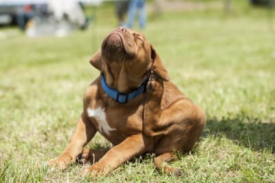 Treating fungal dermatitis in dogs, Greensboro Vet