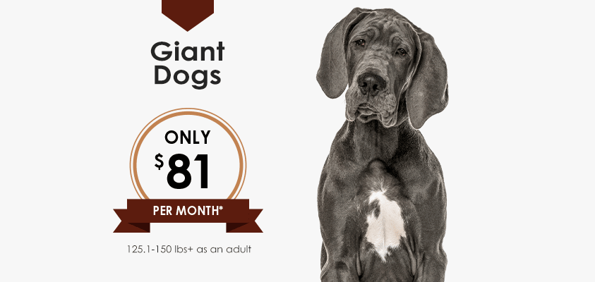 Wellness Plans for Giant Dogs | Greensboro Veterinarian | Friendly Animal Clinic