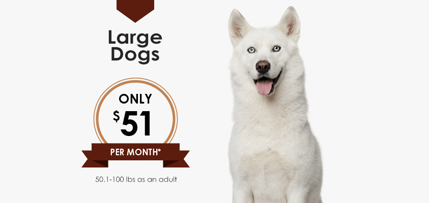 Wellness Plans for Large Dogs | Greensboro Veterinarian | Friendly Animal Clinic