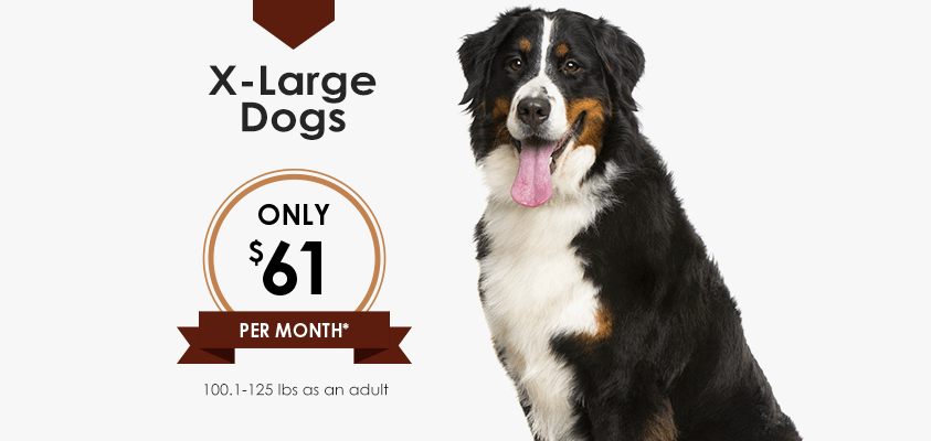 Wellness Plans for X-Large Dogs | Greensboro Veterinarian | Friendly Animal Clinic