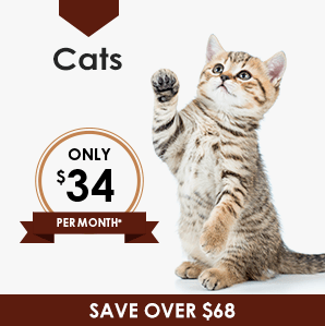 Cat Wellness Plan | Greensboro Veterinarian | Friendly Animal Clinic