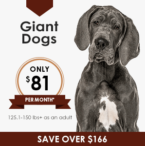 Giant Dog Wellness Plan | Greensboro Veterinarian | Friendly Animal Clinic