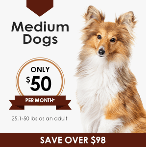 Medium Dog Wellness Plan | Greensboro Veterinarian | Friendly Animal Clinic