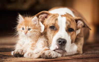 Signs & Symptoms of Fleas | Greensboro Vet