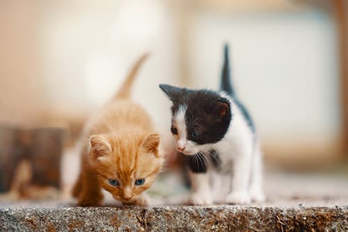 Spay or Neuter Kittens and Cats | Greensboro Vet