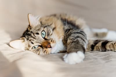 Hepatitis in Cats, Greensboro Vet