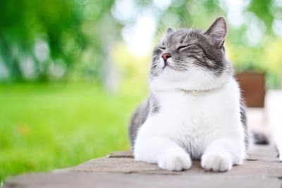 Hyperthyroidism in Cats, Greensboro Vet