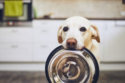 Diet for Dog with Inflammatory Bowel Disease, Greensboro Vet