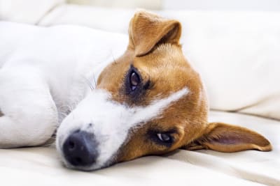 Prognosis for Dog with Inflammatory Bowel Disease, Greensboro Vet