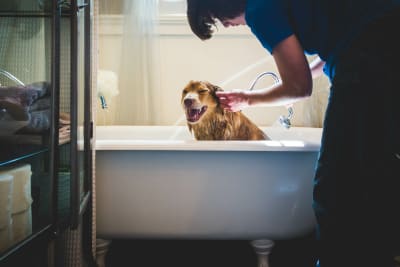 Giving Your Dog an Oatmeal Bath: Helping Dogs With Itchy Skin