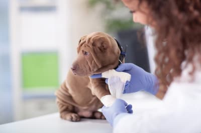 emergency veterinarian clinics near me