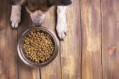 Tularemia in dogs, Greensboro Vet