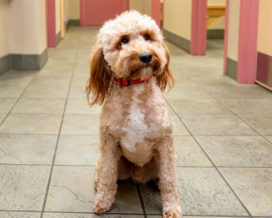 The Importance of Preventive Care, Friendly Animal Clinic
